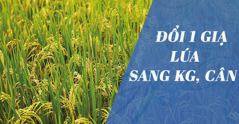 1 gia lua bang bao nhieu kg doi gia da sang kg can