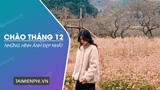 Hình ảnh chào tháng 12 làm STT đăng trên Facebook, Zalo
