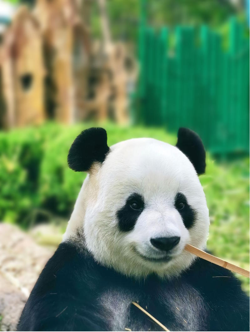 Ảnh đã làm mờ nền