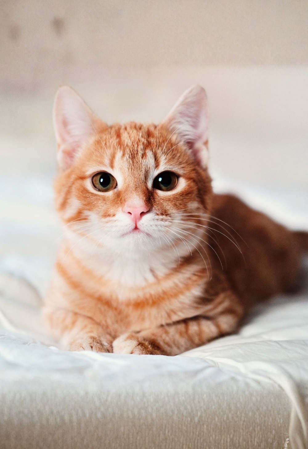 Mở rộng ảnh theo chiều dọc trên Canva 