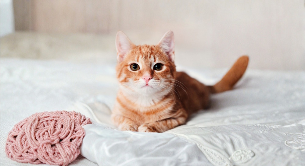 Mở rộng ảnh theo chiều ngang trên Canva 