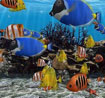  3D Fish School Screensaver  icon