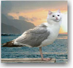  FotoMix  icon